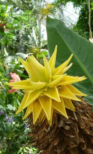 Seedeo Golden Lotus Banana Musa lasiocarpa seeds, pack of 7