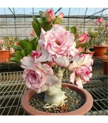 5 Graines Adenium Bonsaï Desert Rose - Plantes Succulentes Rare