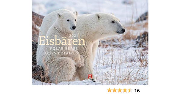 Eisbaren Kalender 2021 Wandkalender Im Querformat 45x33 Cm Tierkalender Amazon De Ackermann Kunstverlag Bucher eisbären kalender 2021