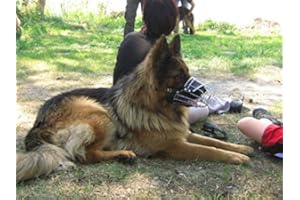 CHAMPION POUR L&J PETS UK Museau Champion pour Les Chiens, Métal, Berger Allemand 5X