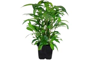 AquaOne Aquarium Pflanzen I Mutterpflanze Hygrophila 'Siamensis' XL I Aquarienpflanze Hintergrund Stängelpflanze einfach I Aquascaping Dekoration