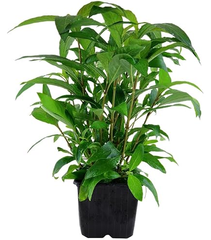1 Topf Hemigraphis species, farbige Sumpfpflanze : Amazon.de: Haustier
