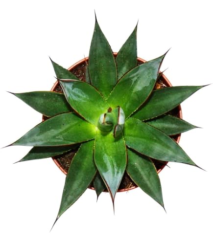 wiwat aspidistra Aspidistra vietnamensis 'Amanogawa' – Nurseries Caroliniana main image 0