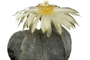 SAMENCHILISHOP (IMMER NUR EINMAL VERSAND) Kaktus ''Bischofsmütze'' (Astrophytum myriostigma) 25 Samen