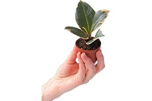 PLNTS - Baby Ficus Tineke (Figuier) - Plante verte Caoutchouc - Plante d'intérieur en 6 cm Pot - Hauteur 15 cm