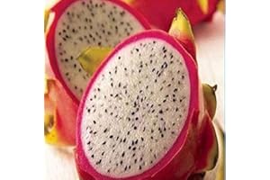 SVI 20 Rare Dragon Fruit Seeds Hylocereus Pitaya Seeds Fruits Undatus Seed Hot SH