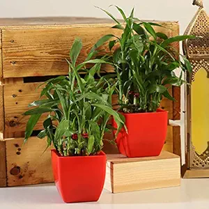 Ferns N Petals Combo of 2 Layer Lucky Bamboo Plant Live Indoor Red Plastic Pot 3 X 3 Inches