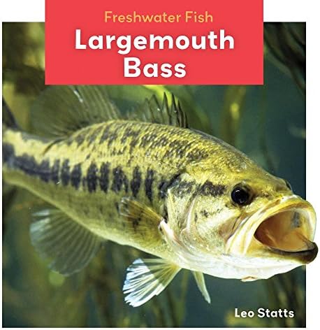 Largemouth Bass (Freshwater Fish)