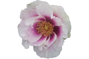 Eyes For You®, rosaio vivo Rose Barni®, rosa in vaso profumata di effetto massivo, pianta bassa e compatta, ideale per bordure e coltivazione in vaso, rifiorente fino in autunno cod.72031