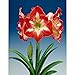 Produktbild Portal Cool Birne 34/36: Amaryllis Hippeastrum Minerva Große Birnen-Größe 34/36