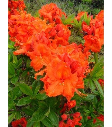 Rhododendron 10 Samen Rhododendron Simsii Samen - Bonsai Pflanzensamen fr  Gartenbau : Amazon.de: Garten