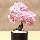 Cerezo es una gran opción si desea agregar un poco de color a su jardín.