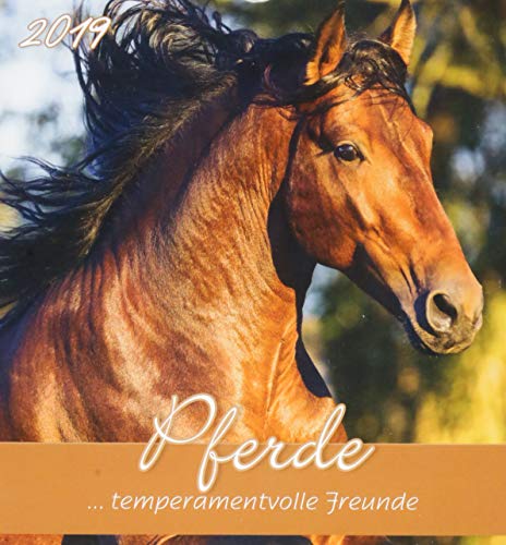 Pferde 2019 - Horses - Postkartenkalender (15 x 16) - aufstellbar