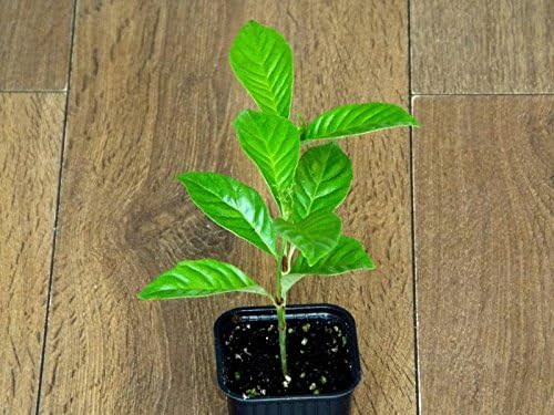Wild coffee (Psychotria nervosa) PLANT