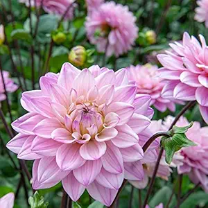 FERNSFLY Flower Bulbs IMP. Dahlia | Dhalia | Dahalia Perennial Flower Bulbs Excellent Quality Attractive Aromatic Flower Home Outdoor Gardening Flowering Bulbs (Pack Of 7 The Oriental Dream)