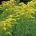 Produktbild AGROBITS Solidago- stäbchen 100 sehen
