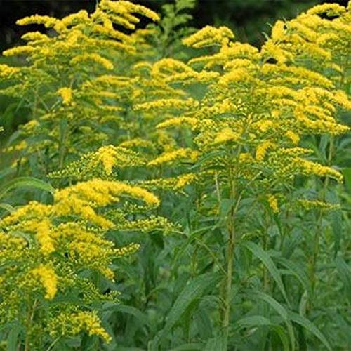 Preisvergleich Produktbild AGROBITS Solidago- stäbchen 100 sehen