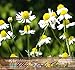 Produktbild 1,500 GERMAN CHAMOMILE Seed - FLOWER HERB SEEDS - CAMOMILE TEA - HEAVENLY APPLE SCENT - Sweet Smelling & Aromatic Daisy Like Flowers - 60 - 65 Days To Harvest - By MySeeds.Co by MySeeds.Co