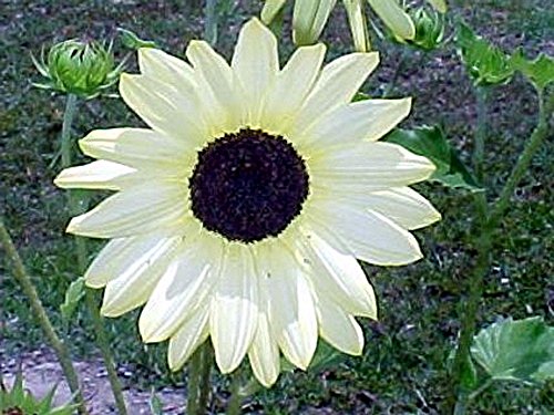 Sonnenblume - Vanilla Ice - 20 Samen