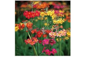 PLANTGENESIS Candelabra Primoses Mixed/Primula x bulleesiana/Hardy Perennial/Seeds
