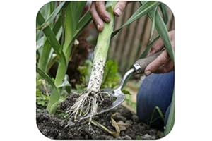 GROWTANICAL Organic Leek 'Mussleburgh' Mini Plug Plants x 12 'Grow Your Own'