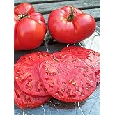 Agrodal Agricultural Horse Seed Local Large Nergele Tomato 100 Seeds