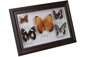 Mumusuki Exquisite Butterflies Insect Specimen Craft Real Framed Birthday Gift Home Decor Ornament(Black frame)