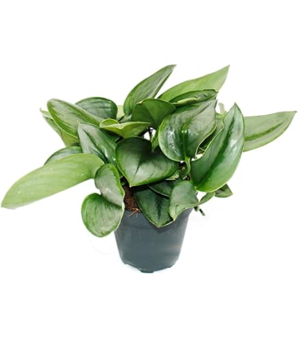 englischer efeu kaufen Großblättriger Irischer Efeu kaufen | Hedera hibernica main image 0