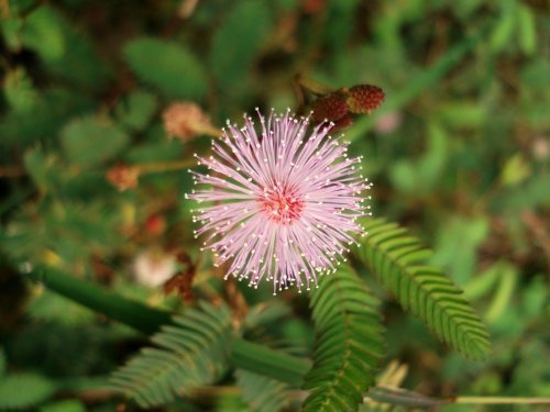 Just Seed Mimose, Mimosa Pudica, Blumen, 200 Samen