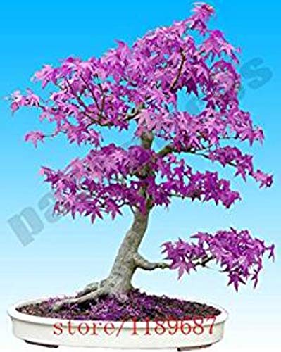 Hemore - Árbol de Arce japonés con Fantasma Azul púrpura, 20 Unidades, (Acer Palatum), Semillas de Flores Bonsai, Semillas de árbol, Planta en Maceta para casa y jardín