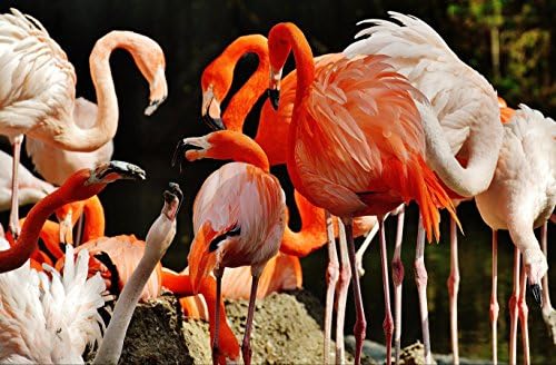 hansepuzzle 18900 Animals - Flamingos, 500 pieces in a quick-closing bag and inserted in the box