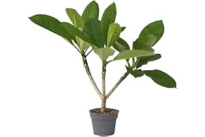 Plant in a Box - Plumeria Frangipani Hawaii - Plante verte interieur vivante fleur - Frangipanier plante exotiques - Pot 17cm - Hauteur 45-55cm
