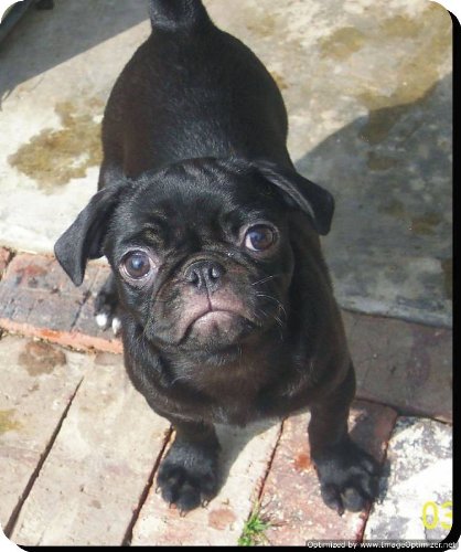 The Lazy Cow Carlino Posavasos de Madera Amantes del Perro 218