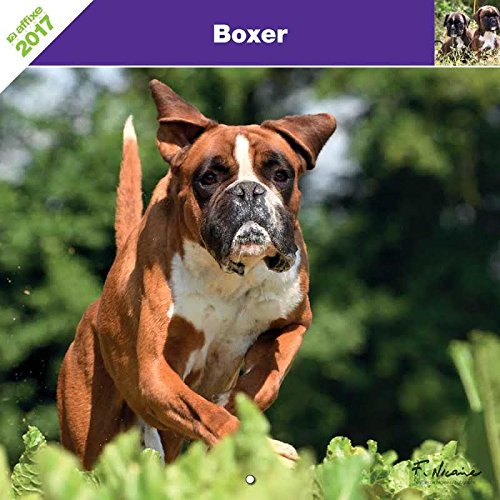 Preisvergleich Produktbild KALENDER BOXER 2017 - AFFIXE