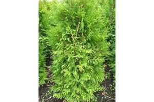 PLANTENWELT Brabant Lebensbaum Thuja occidentalis Brabant 100-125 cm hoch im 5 Liter Pflanzcontainer