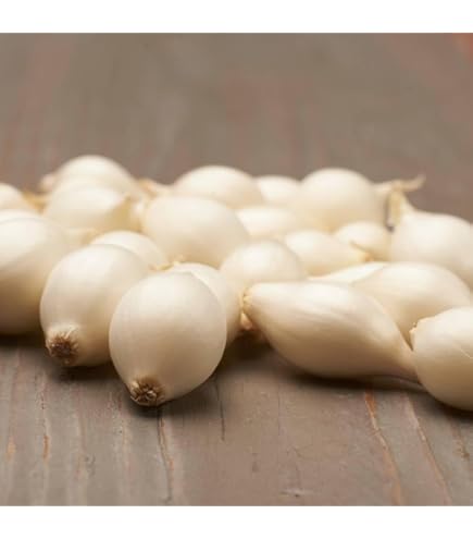 Scalogno Rosso Francese Da Semina - Mini-tuberi Per Orto | Varietà Jermor 1000g - Foto 2