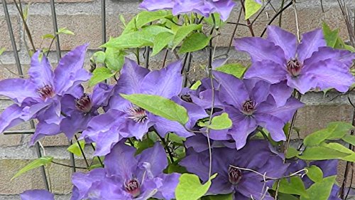 Clematis The President®, 1 Pflanze im 2 Liter Topf