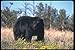 Produktbild 100043 Black Bear In Wild Flowers A4 Photo Poster Print 10x8
