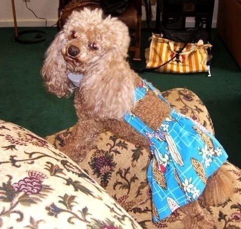 Joybies XXX Small Piddle Skirt for Female Dog (7"-9" inches / 17.78 cm - 22.86 cm Along Spine From Collar to Base of Tail) XXX Small Blue with Tropical Graphics