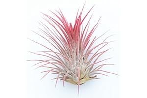 Tillandsia Plante aérienne Rouge Ionantha Rubra