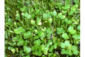 Premier Seeds Direct SPROUTING SEEDS - SALAD RAPE - ORGANIC/BIO - 40GM