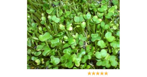 ORGANIC SPROUTING SEEDS SALAD RAPE  400GM