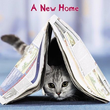 Carte Blanche 3D Holographic Card - Up Close - Cat - A New Home