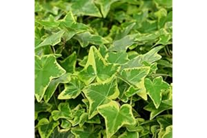LONGACRES Hedera Helix (Ivy) - 10 x 9cm Pots (Live Plants)