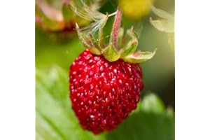 GÉNÉRIQUE 70 Graines de Fraise des Bois Rügen - Fragaria Vesca - Fraises rouges intensément parfumées et sucrées - Fruit Fleur Jardin - 329