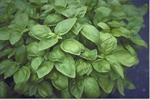 Just Seed - Herb - Basil - Sweet Genovese - Ocimum Basilicum - 6000 Seeds