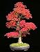 Produktbild 30 Samen/Bag mini Beautiful rot Ahorn Bonsai Samen DIY Bonsai Ahorn Tree Seeds