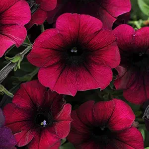 NooElec Seeds India Burgundy Velour Easy Wave Petunia Flower Seeds - 15 Seeds