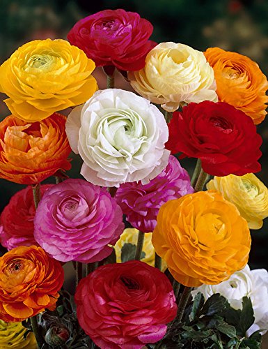 Lemo Gartendesign Ranunkeln bunte Mischung (Ranunculus mix, 15 Stück)
