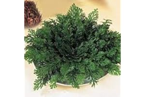 FLORES FRESCAS ONLINE Pack 6 Rosas de Jericó Planta Sagrada de la Resurrección PORTES GRATIS